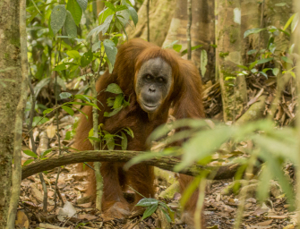 Sumatra, wo Affen Geiseln nehmen